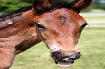 Silly Foal